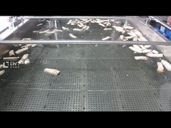 মাশরুম বুদবুদ ক্লিনিং মেশিন